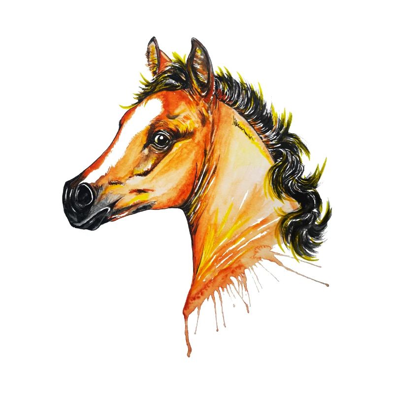 Pferd, arabisches Vollblutfohlen