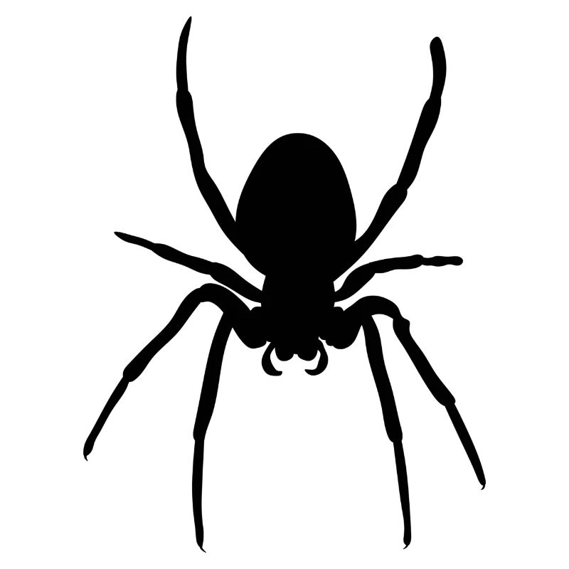 Spinne Black Spider