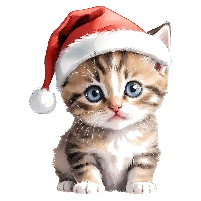 STP_K01/kitten