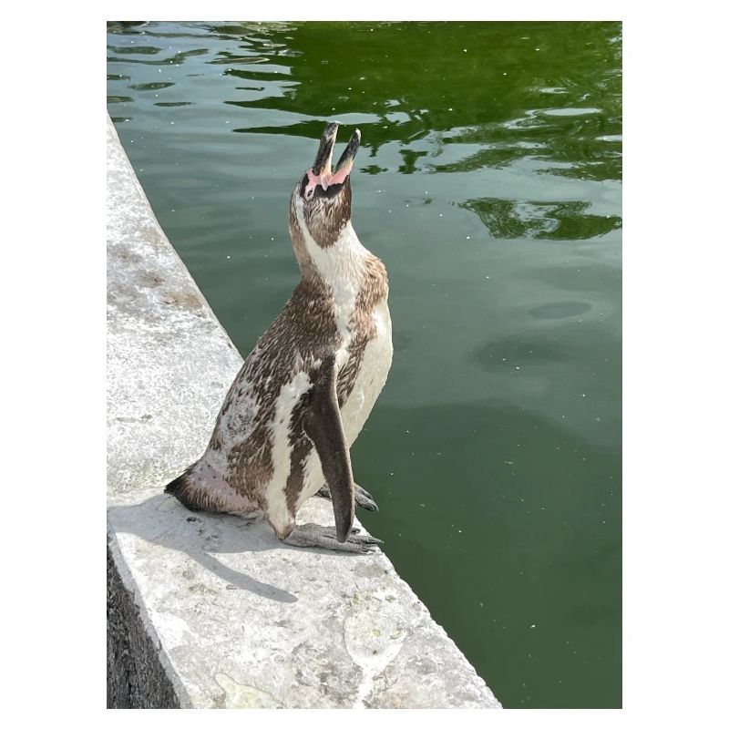 Pinguin