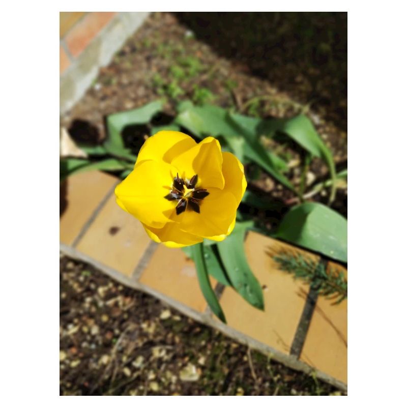 Gelbe Tulpe