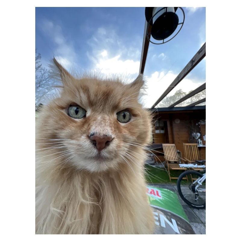 Katze Selfie