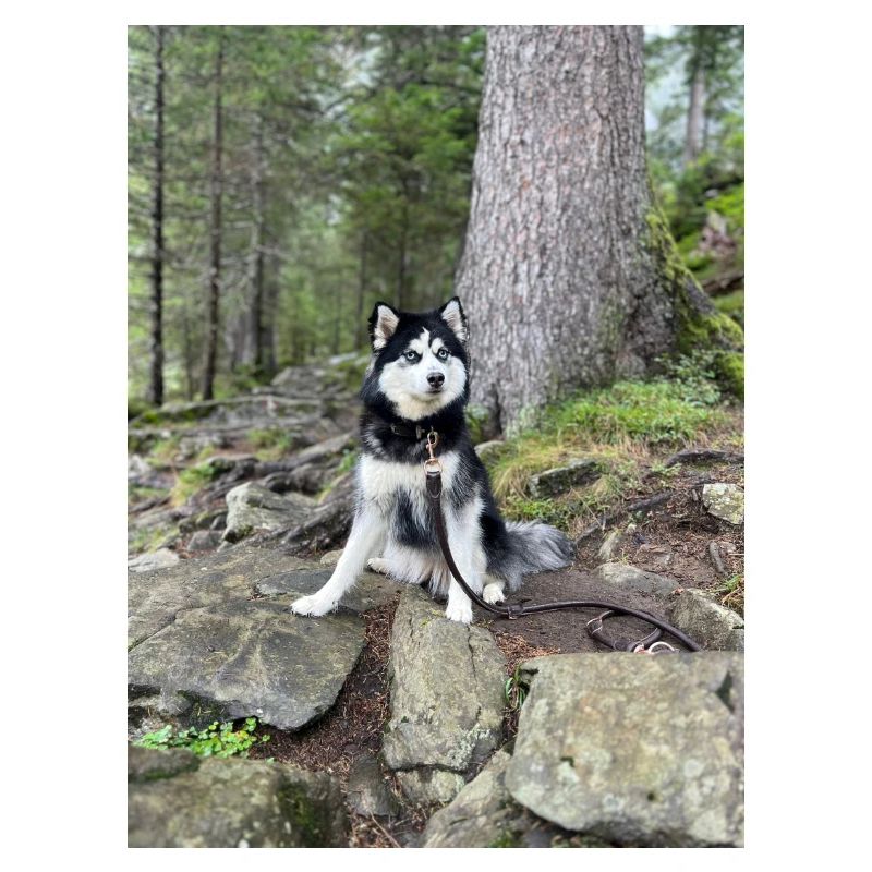 Husky