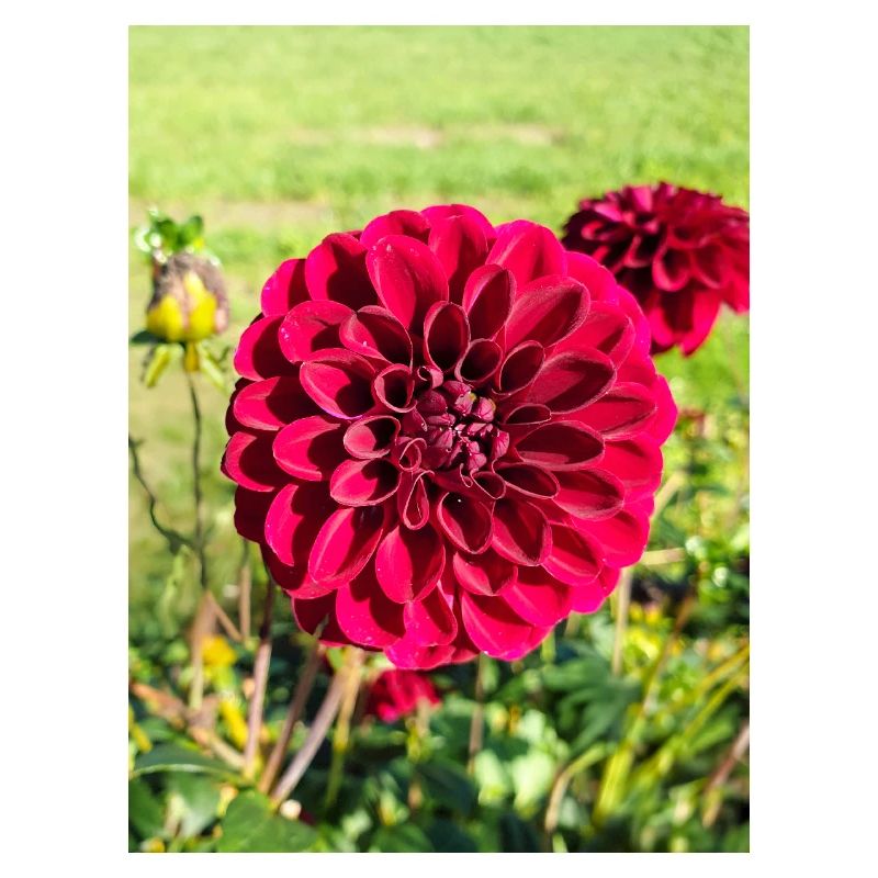 Dahlia (in german Dahlie) Dahlia