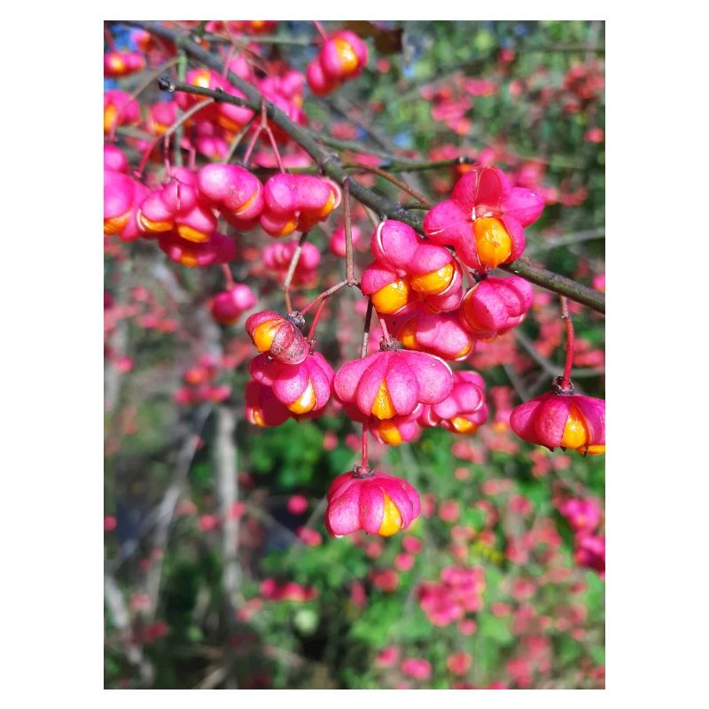 Spindle tree