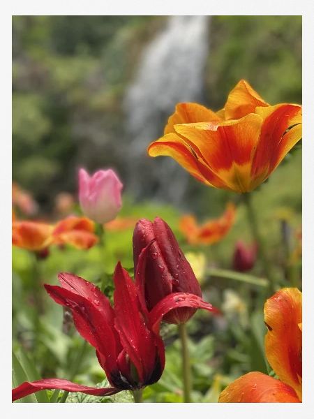 Tulpen bunt