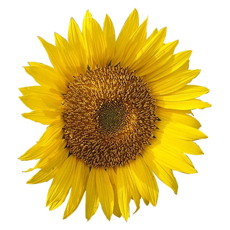 Sonnenblume