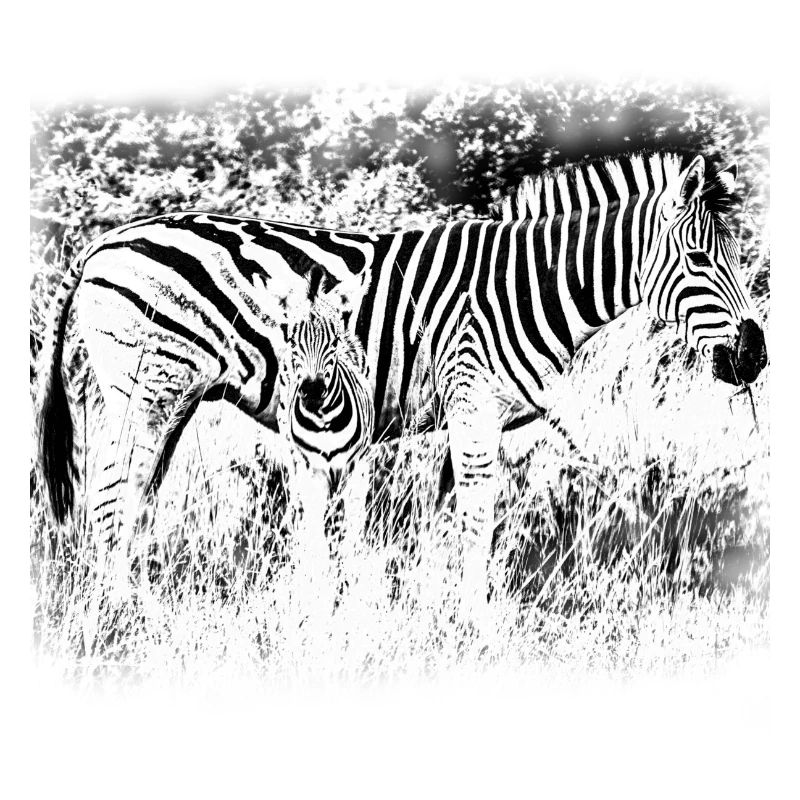 Zebras