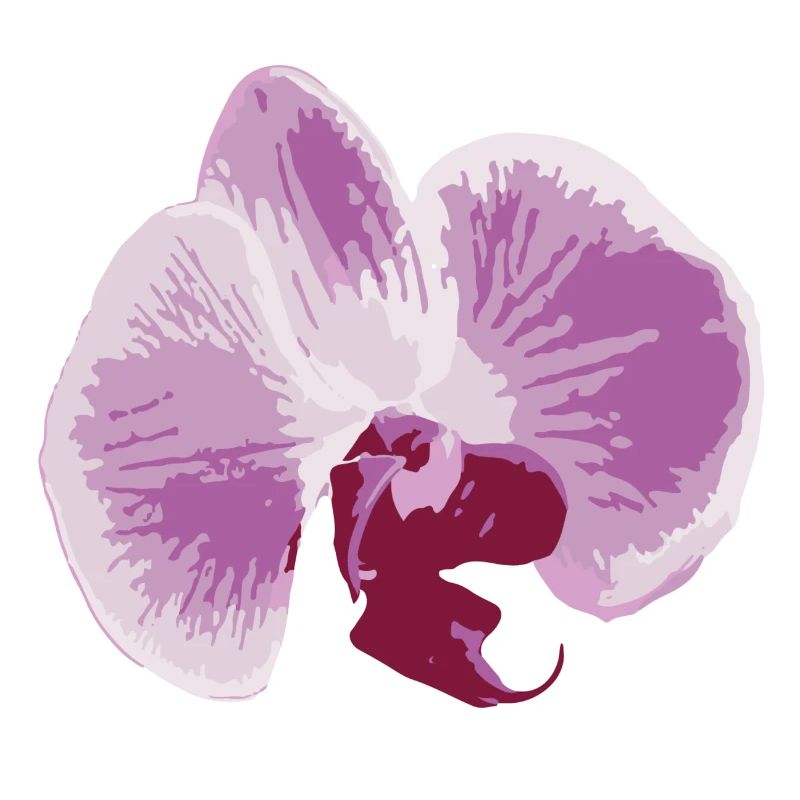 orchidée