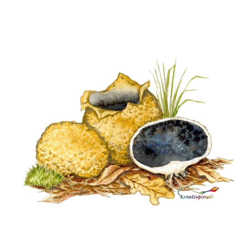 Boviste de pomme de terre (Scleroderma citrinum)