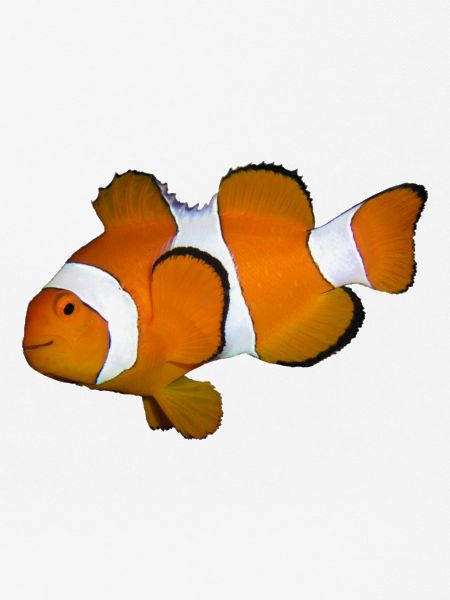 fisch1
