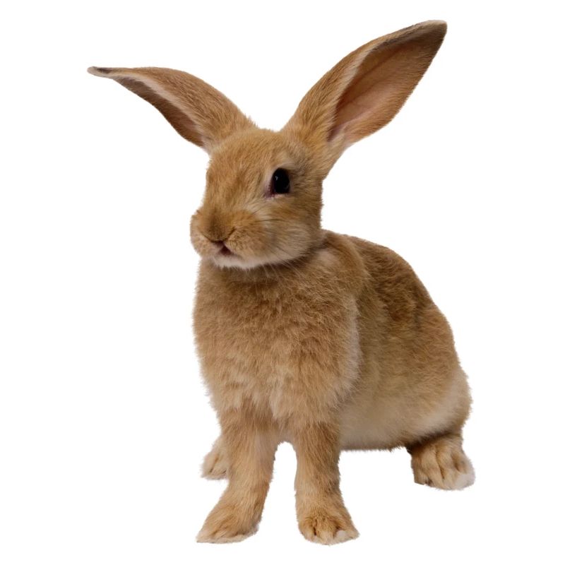 rabbit