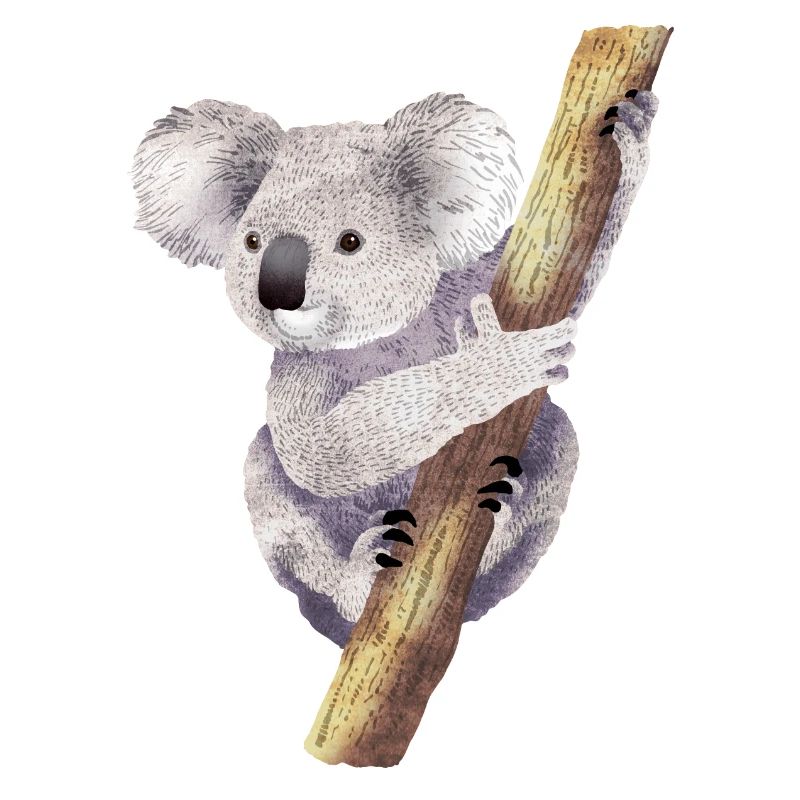 Koala 01