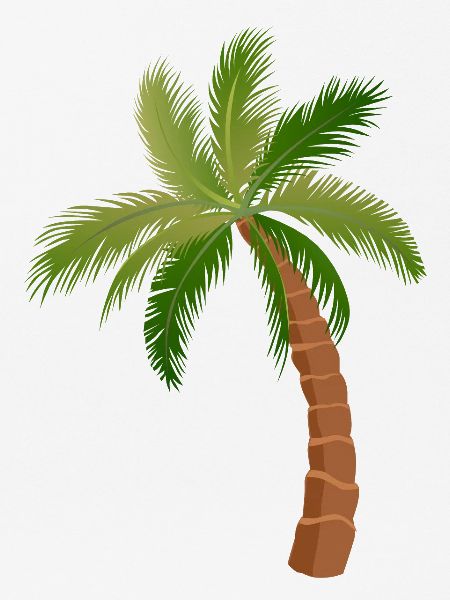 Palme Palmen