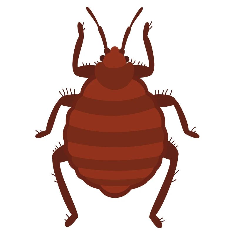 Bed bug