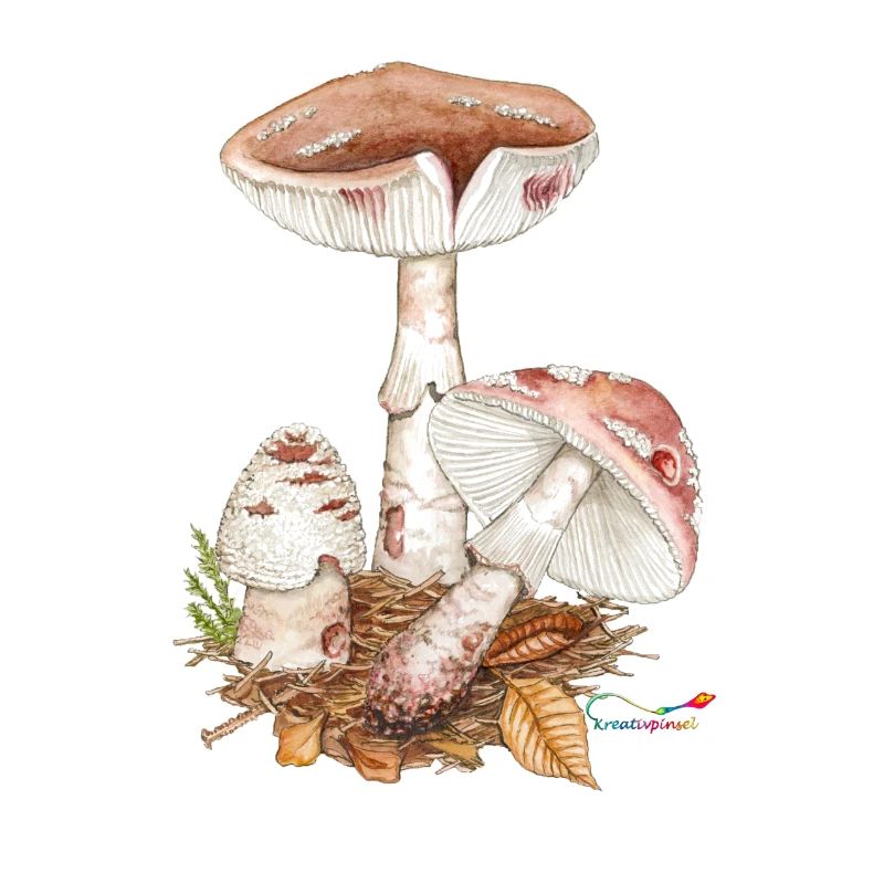 Perlpilz (Amanita rubescens)