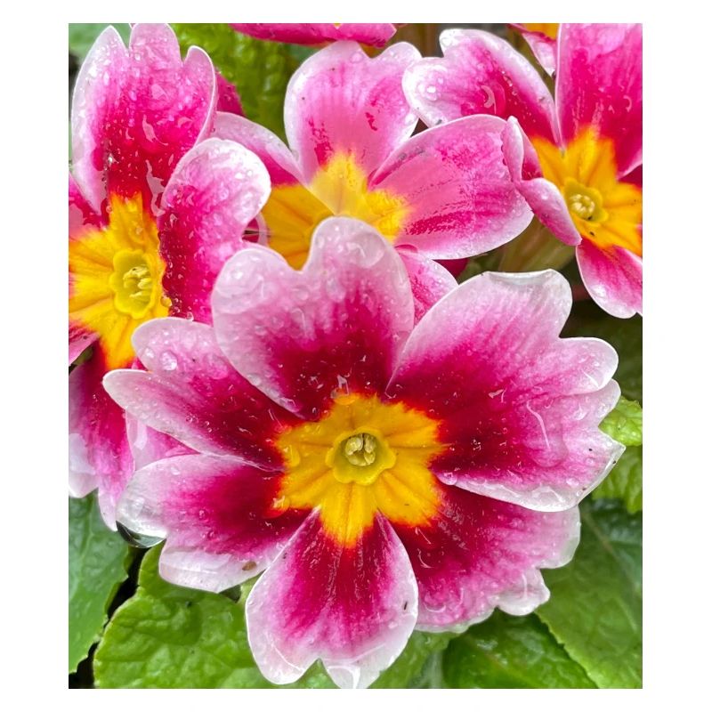 Tolle Blume