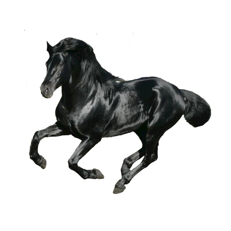 Pferd