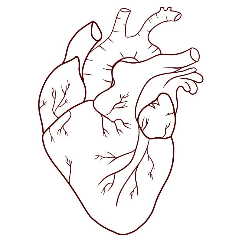 Human heart