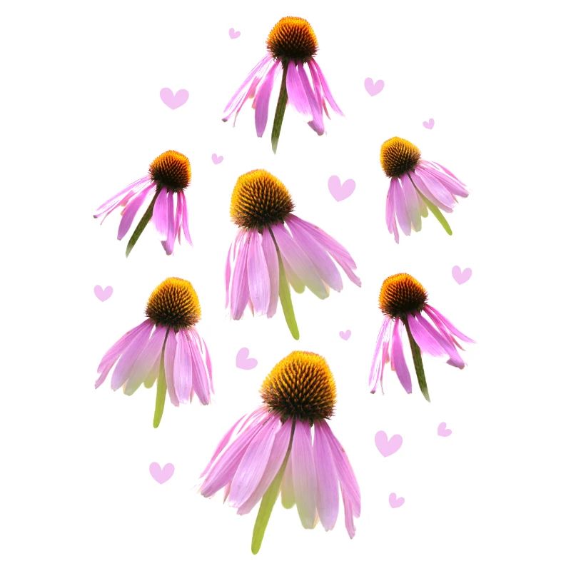 Sonnenhut Coneflower