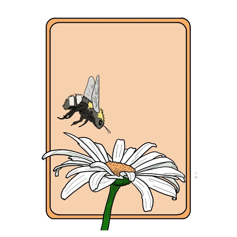 Gänseblümchen und Hummel