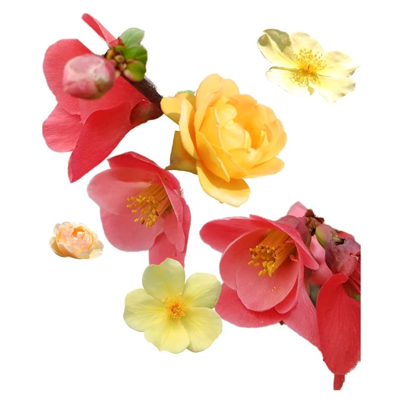 Fleurs,Fleur,Printemps,Fleurs,Tulipes,Roses