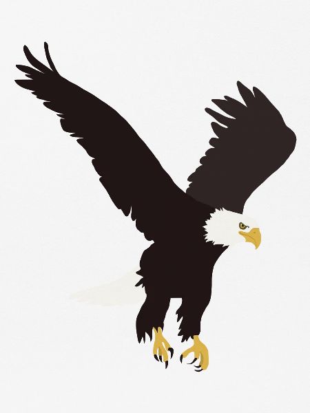 Weisskopfseeadler