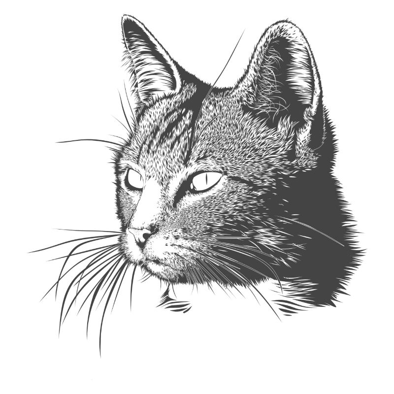 Katze