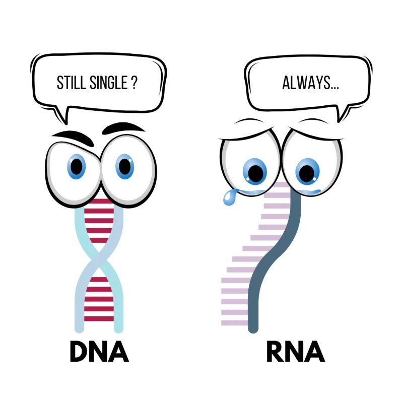 DNA x RNA