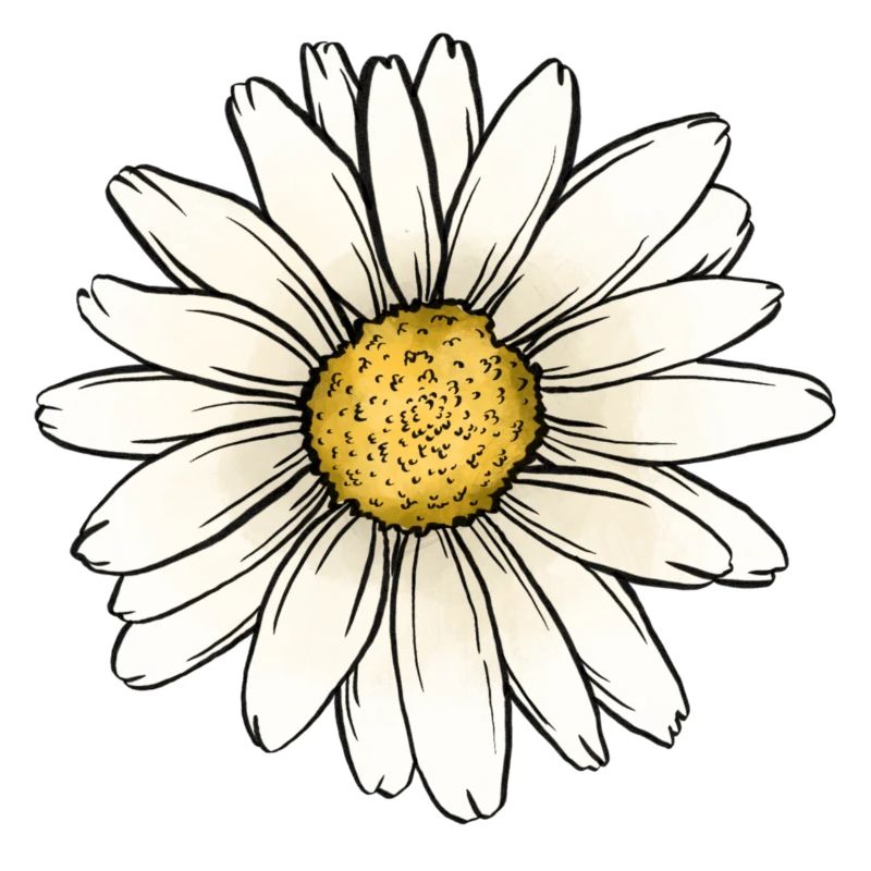 Daisy