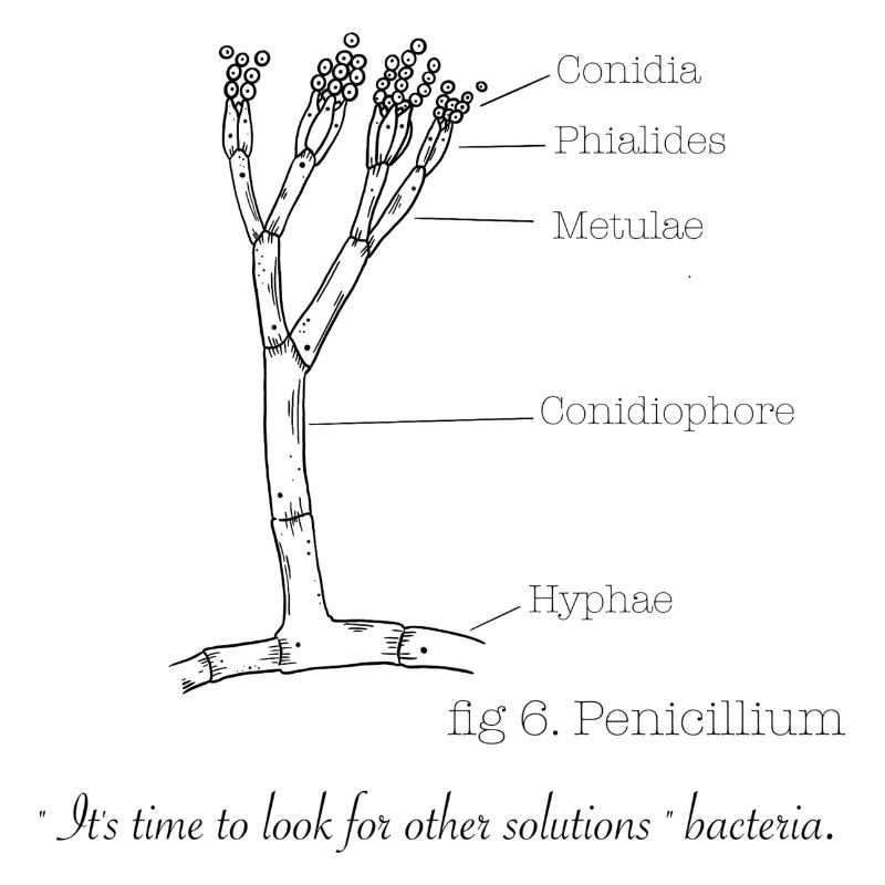 Penicillium