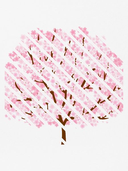 Kirschblüte im Frühling