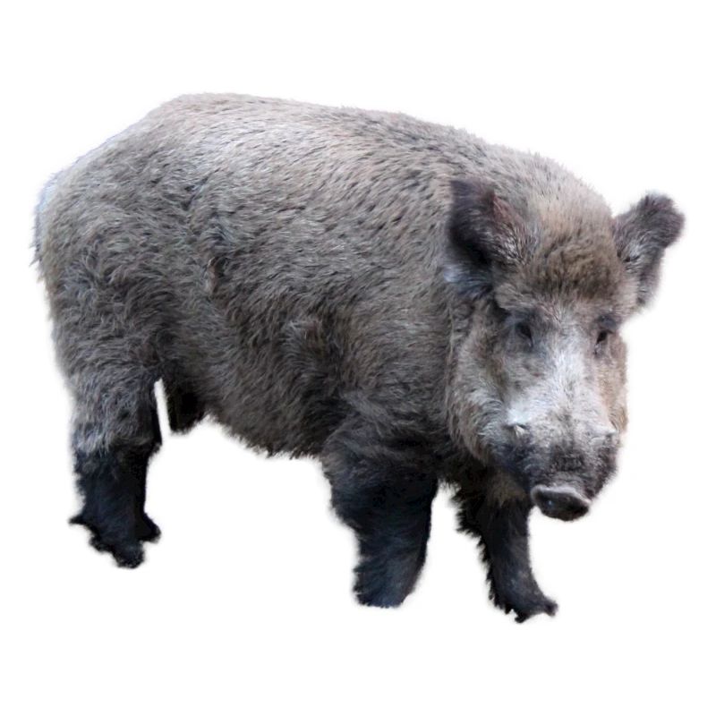 Wild boar