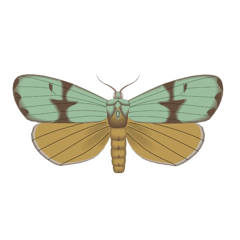 Butterfly 115