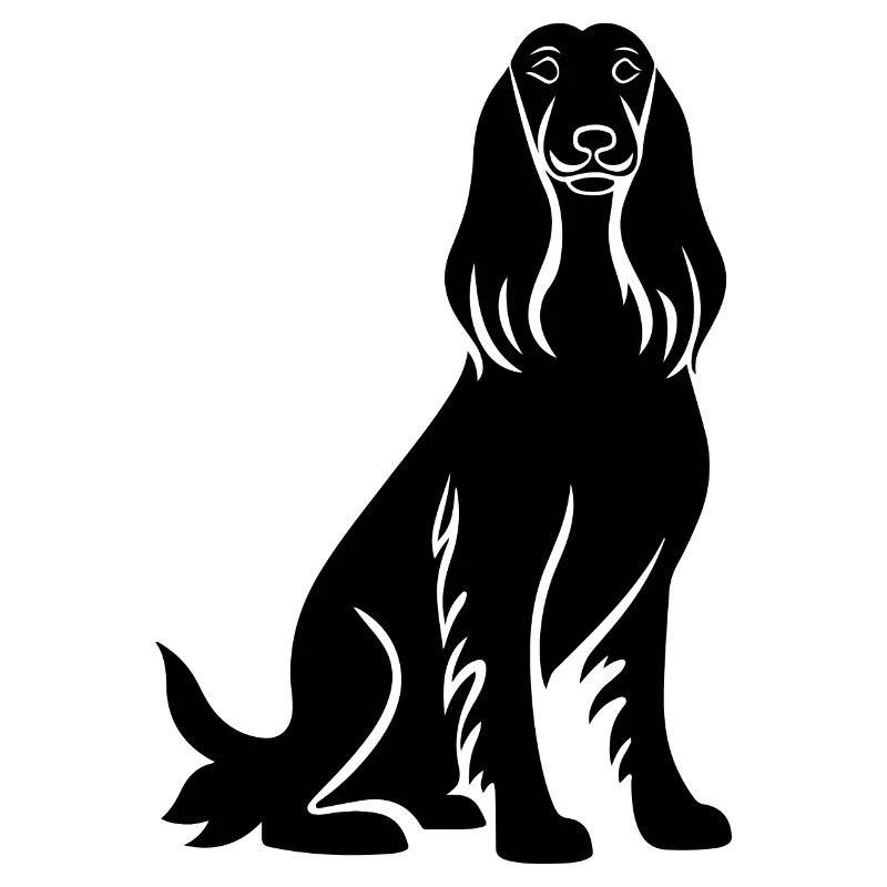 Afghan Hound Hund