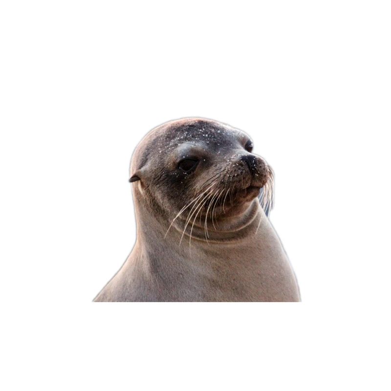 Robbe, Seelöwe