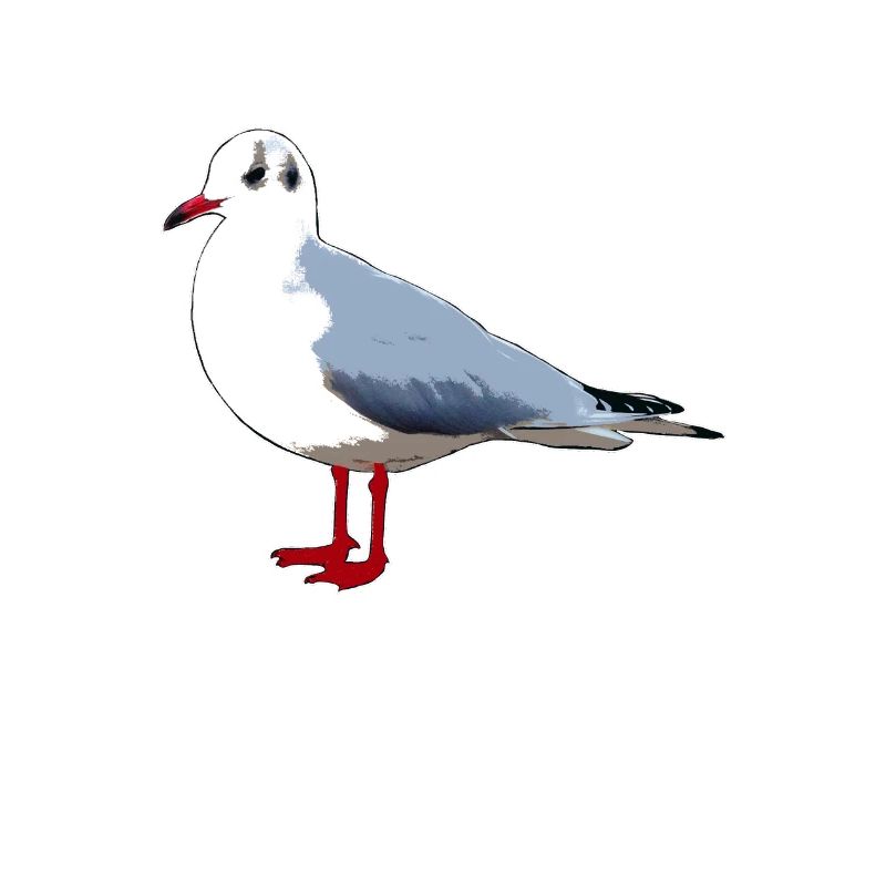 gull