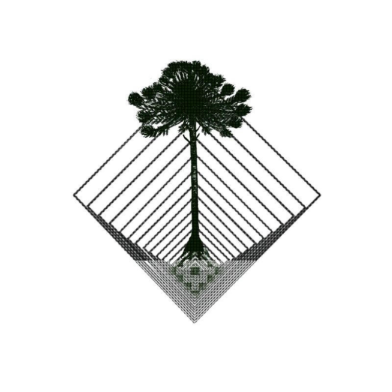 Die Araukarie Diamante