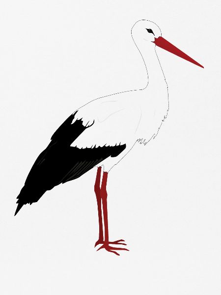 Storch steht