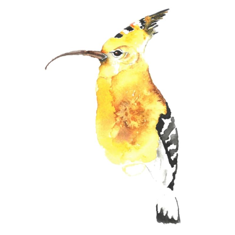 Wiedehopf Ornithologe