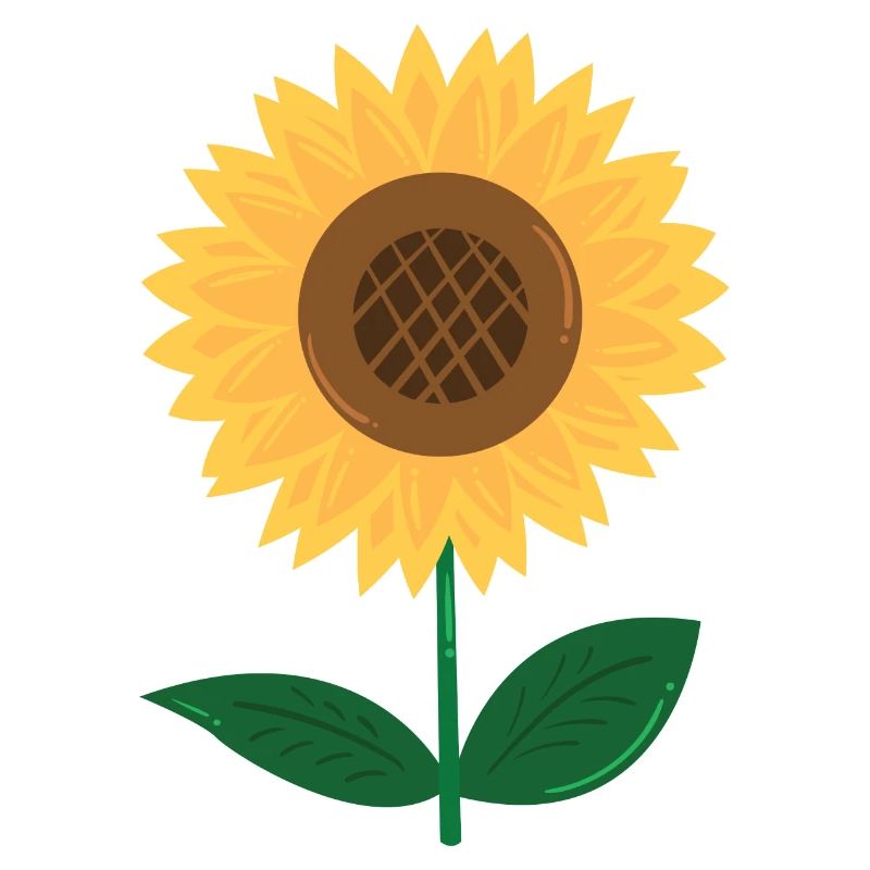 Sonnenblume