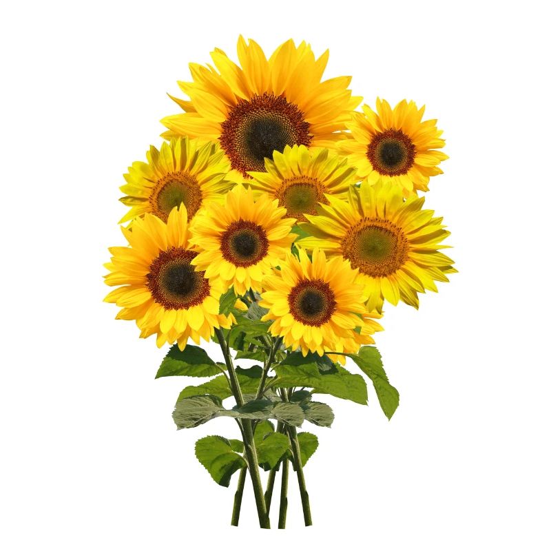 Sonnenblumenstrauß