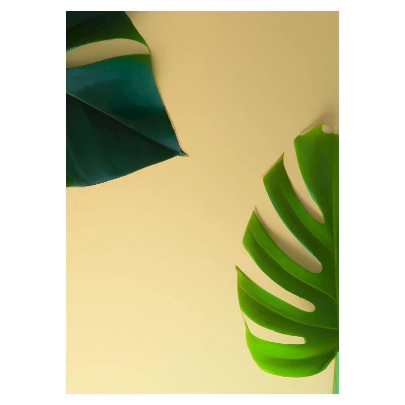 Monstera-Blätter