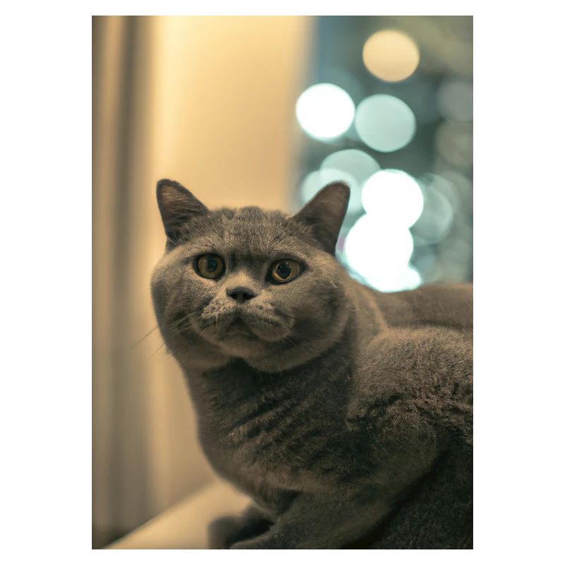 Britische Kurzhaarkatze