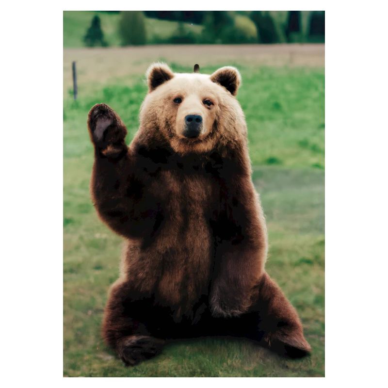 Niedlicher Hallo-Bär