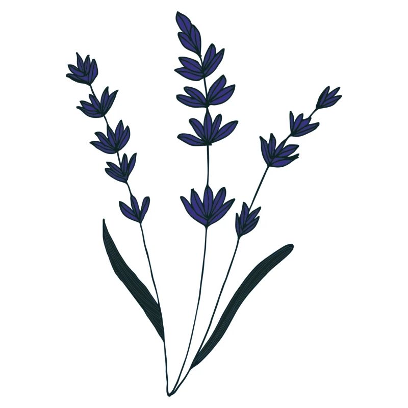lavendel