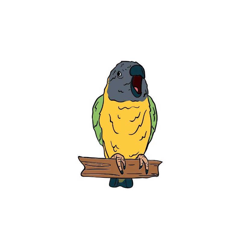 Screaming Senegal Parrot