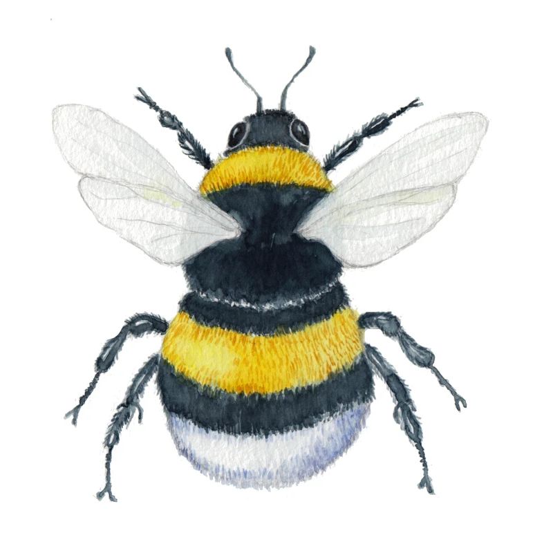 Hummel Brumbasse