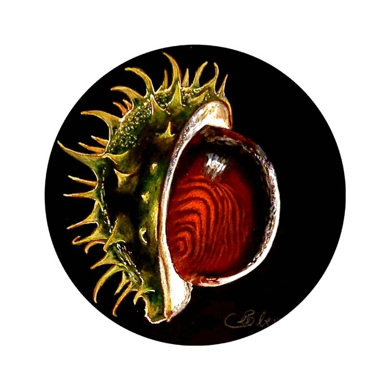 Kastanie/ Chestnut/Conker