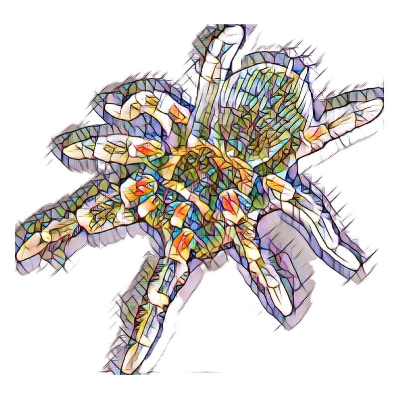 Kunstdruck Spinne / Tarantel